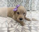 Small Photo #5 Goldendoodle Puppy For Sale in N HIGHLANDS, CA, USA