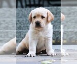Small Photo #16 Labrador Retriever Puppy For Sale in SYRACUSE, IN, USA