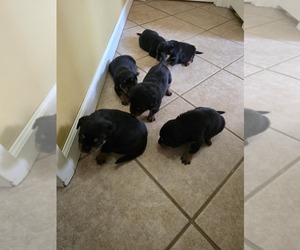 Rottweiler Litter for sale in SARASOTA, FL, USA