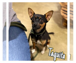 Chihuahua-Unknown Mix Dogs for adoption in Pierceton , IN, USA