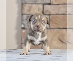 Puppy Puppy 6 American Bully