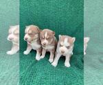 Small Photo #8 Siberian Husky Puppy For Sale in INMAN, SC, USA