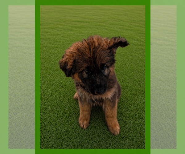 Medium Photo #3 German Shepherd Dog Puppy For Sale in NAPLES, FL, USA