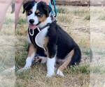 Puppy Puppy 4 Australian Shepherd