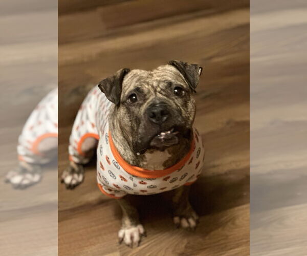 Medium Photo #2 American Pit Bull Terrier-Bulldog Mix Puppy For Sale in SACRAMENTO, CA, USA