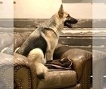 Small #42 German Shepherd Dog