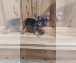 Small #4 French Bulldog