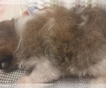 Small #33 Maltipom