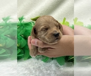 Goldendoodle (Miniature) Puppy for sale in BULLARD, TX, USA