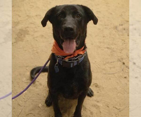 Medium Photo #3 Labrador Retriever-Unknown Mix Puppy For Sale in San Diego, CA, USA