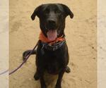 Small #2 Labrador Retriever Mix