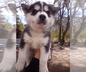 Siberian Husky Puppy for sale in FLORENCE, SC, USA