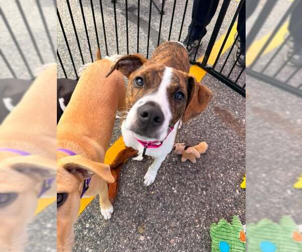 Medium Photo #6 Mutt Puppy For Sale in pomfret, CT, USA