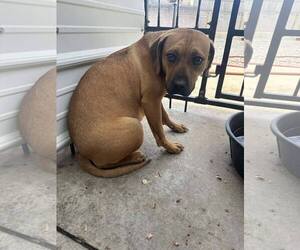 Nala (foster mom calls her Betty) - Female Boxer-Unknown Mix Dog for Adoption - Photo #9