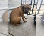 Small #8 Boxer Mix