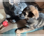 Small Photo #35 German Shepherd Dog Puppy For Sale in UNIVERSITY PL, WA, USA