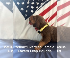Bloodhound Puppy for sale in HAZLEHURST, GA, USA