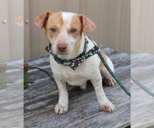 Arty - Male Dachshund Dog for Adoption - Photo #2