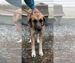 Small #6 Great Pyrenees Mix