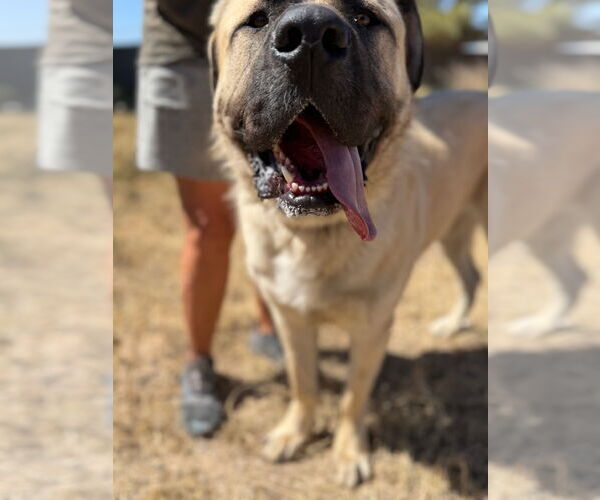 Medium Photo #2 Mastiff-Unknown Mix Puppy For Sale in Goodyear, AZ, USA
