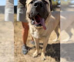 Small #1 Mastiff Mix