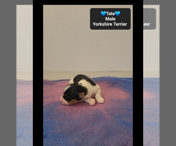 Medium Photo #3 Yorkshire Terrier Puppy For Sale in TUCSON, AZ, USA