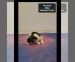 Tate - Male Yorkshire Terrier Puppy for Sale - Photo #3