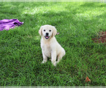 Small #2 Golden Retriever