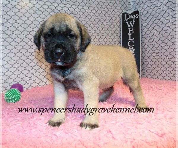 Medium Photo #5 Mastiff Puppy For Sale in CABOOL, MO, USA