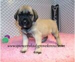 Small #4 Mastiff