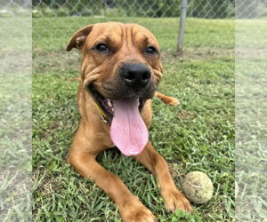 Mutt Dogs for adoption in Houston, TX, USA