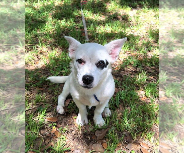 Medium Photo #1 Dachshund-Jack Russell Terrier Mix Puppy For Sale in Missouri City, TX, USA
