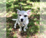 Small Dachshund-Jack Russell Terrier Mix