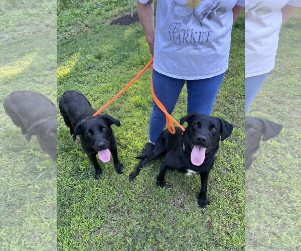 Medium Photo #4 Labrador Retriever Puppy For Sale in McCormick, SC, USA