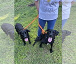 Small #3 Labrador Retriever