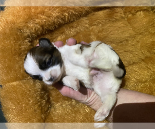 Medium Photo #5 Shih Tzu Puppy For Sale in VENETA, OR, USA