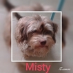 Small Photo #1 Havanese Puppy For Sale in PENSACOLA, FL, USA