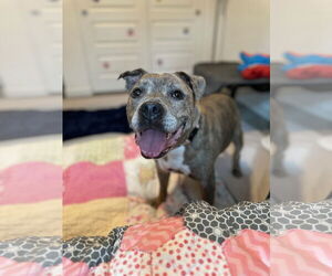 Rosie - Female American Staffordshire Terrier-Staffordshire Bull Terrier Mix Dog for Adoption - Photo #4