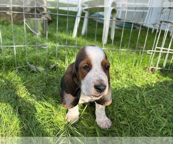 Medium Photo #4 Basset Hound Puppy For Sale in TOLLAND, CT, USA