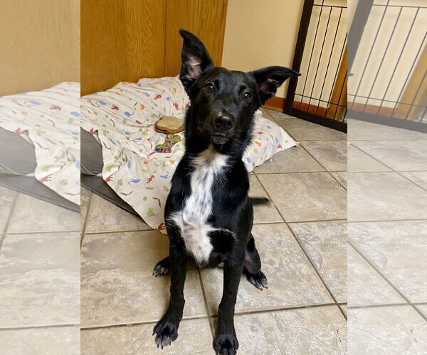 Medium Photo #3 Border Collie-Unknown Mix Puppy For Sale in Hillsboro, MO, USA