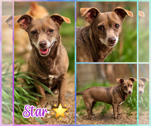 Chihuahua Dogs for adoption in Blacksburg, SC, USA