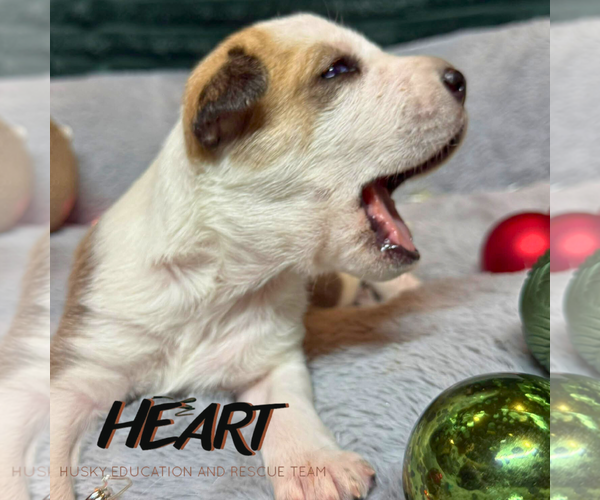 Medium Photo #4 Siberian Husky-Unknown Mix Puppy For Sale in Severn, MD, USA