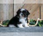 Small #2 Shih Tzu