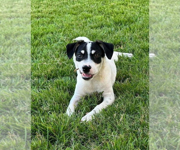 Medium Photo #1 Mutt Puppy For Sale in FRAMINGHAM, MA, USA