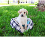Small #7 Labrador Retriever
