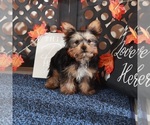 Small #1 Yorkshire Terrier