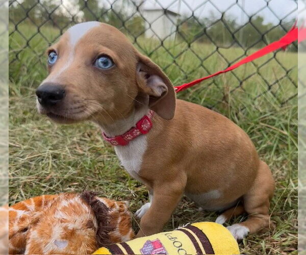 Medium Photo #4 Chihuahua-Unknown Mix Puppy For Sale in Tarrytown, GA, USA