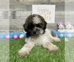 Small Photo #4 Poodle (Miniature) Puppy For Sale in PLAINVILLE, IN, USA