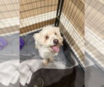 Small Maltese Mix
