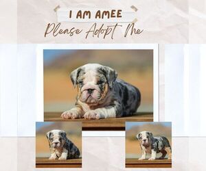 Bulldog Puppy for sale in WATER MILL, NY, USA